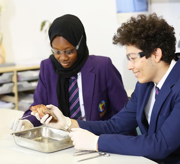 Biology-Bees